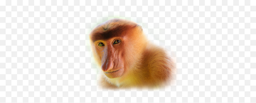 Transparent - Monkey Tumblr Proboscis Monkey In Sabah Png,Monkey Transparent Background