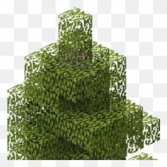 Aspen Tree Png
