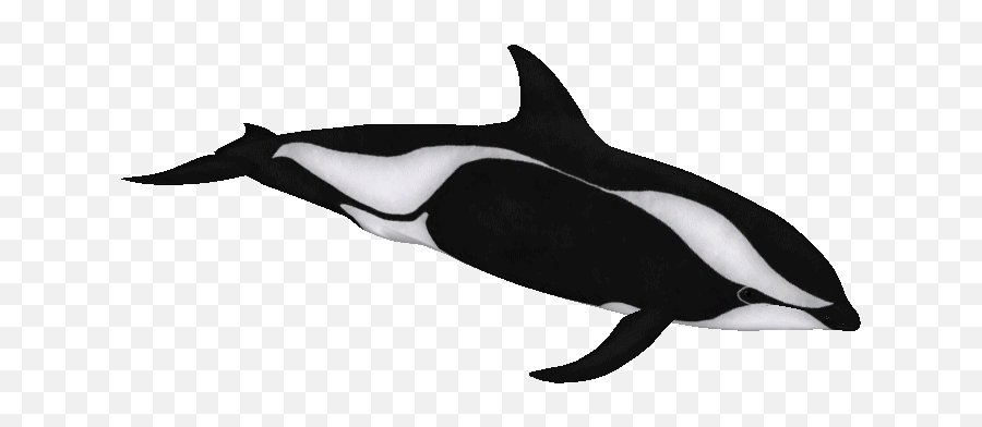 Hourglass Dolphin Global Wholesale Market Prices - Tridge Hourglass Dolphin Png,Hourglass Transparent Background
