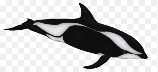 Hourglass Dolphin Global Wholesale Market Prices - Tridge png