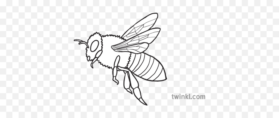 Twinkl Newsroom Ks2 Black And White Rgb - Bee Emoji Png,Bee Emoji Png