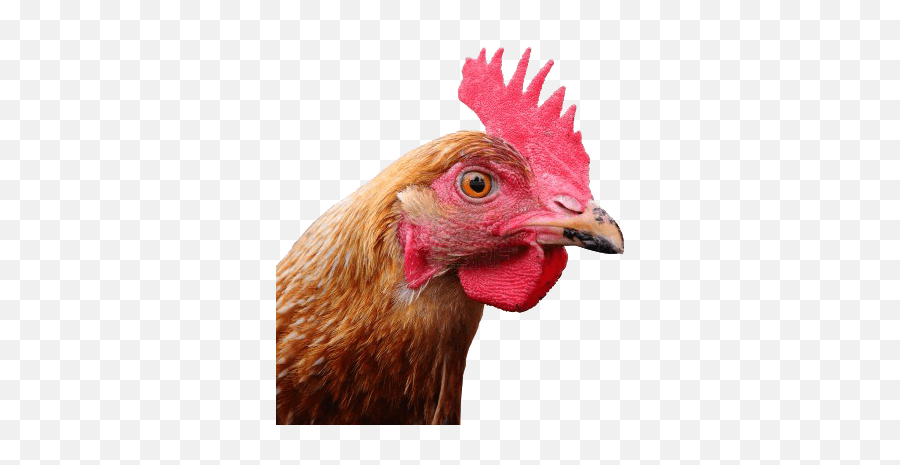 Download Chicken Head Png Image Hq - Chicken Head Png,Chicken Png