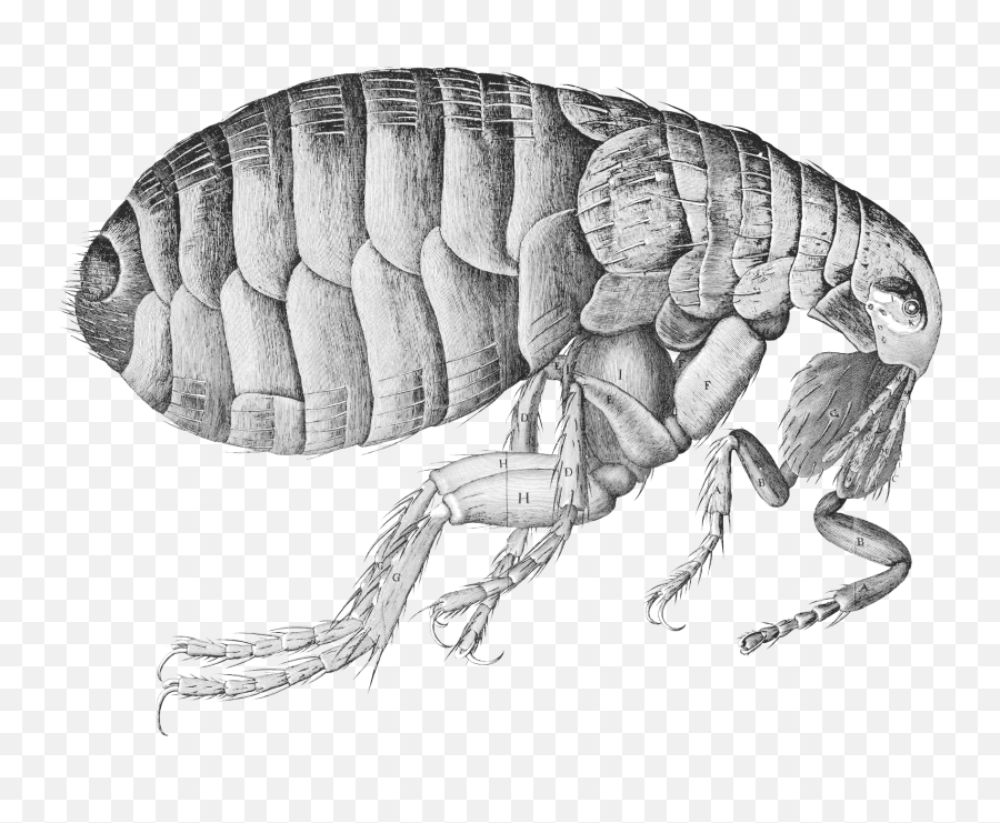 Flea Png Clipart 29054 - Web Icons Png Robert Hooke Flea,Flea Icon