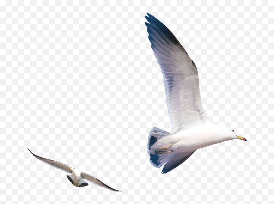 Gulls Bird - Flying Seagull Png Download 723723 Free Flying Seagull Png,Seagull Png