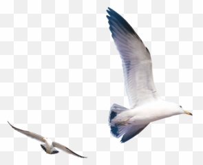 Gulls Bird - Flying Seagull Png Download 723723 Free Flying Seagull Png,Seagull Png