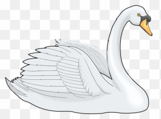 Cygnini Painting Clip Art - White Swan Png Download 800 Swan Cartoon Png,Swan Png