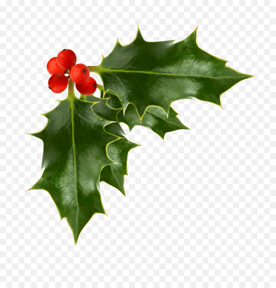 Holly Berries Transparent Image Festive - Transparent Background Holly Clipart Png,Christmas Holly Png