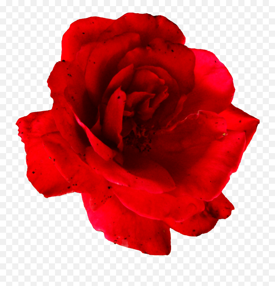 5 Flower Red Rose Png Image Transparent - Rose,Red Rose Png