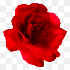 5 Flower Red Rose Png Image Transparent