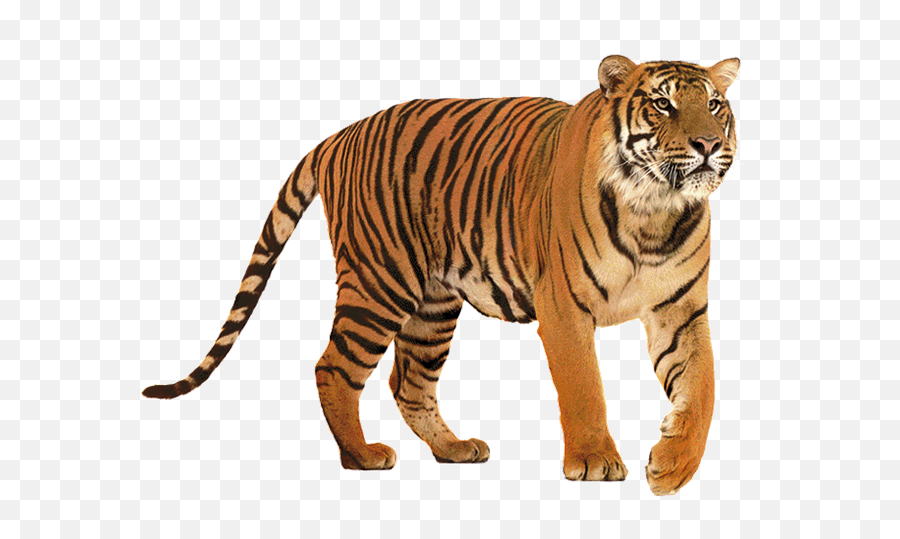 Tiger Png Images - Tiger Png,Tigers Png