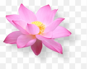 Lotus Flower Vietnam Png - Hoa Sen Vietnam Airline,Vietnam Png