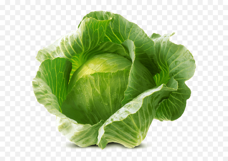 Download White Cabbage Von Elo - Png Cabbage Png Png Image Basil,Cabbage Transparent