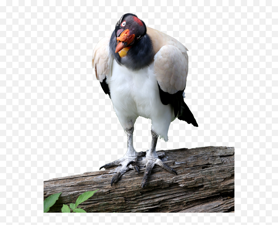 Download King Vulture Cutout Image - King Vulture Png Full King Vulture White Background,Vulture Png