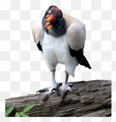 Download King Vulture Cutout Image - King Vulture Png Full King Vulture White Background,Vulture Png