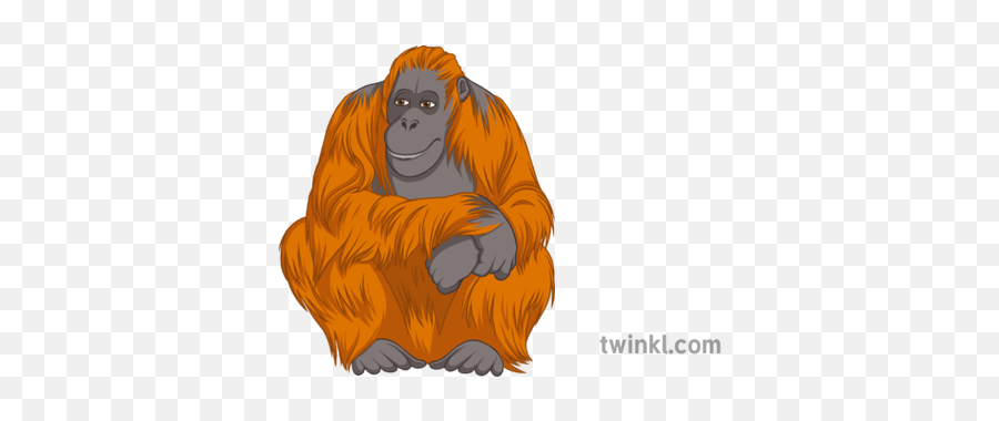Animal Orangutan Illustration - Cartoon Png,Orangutan Png