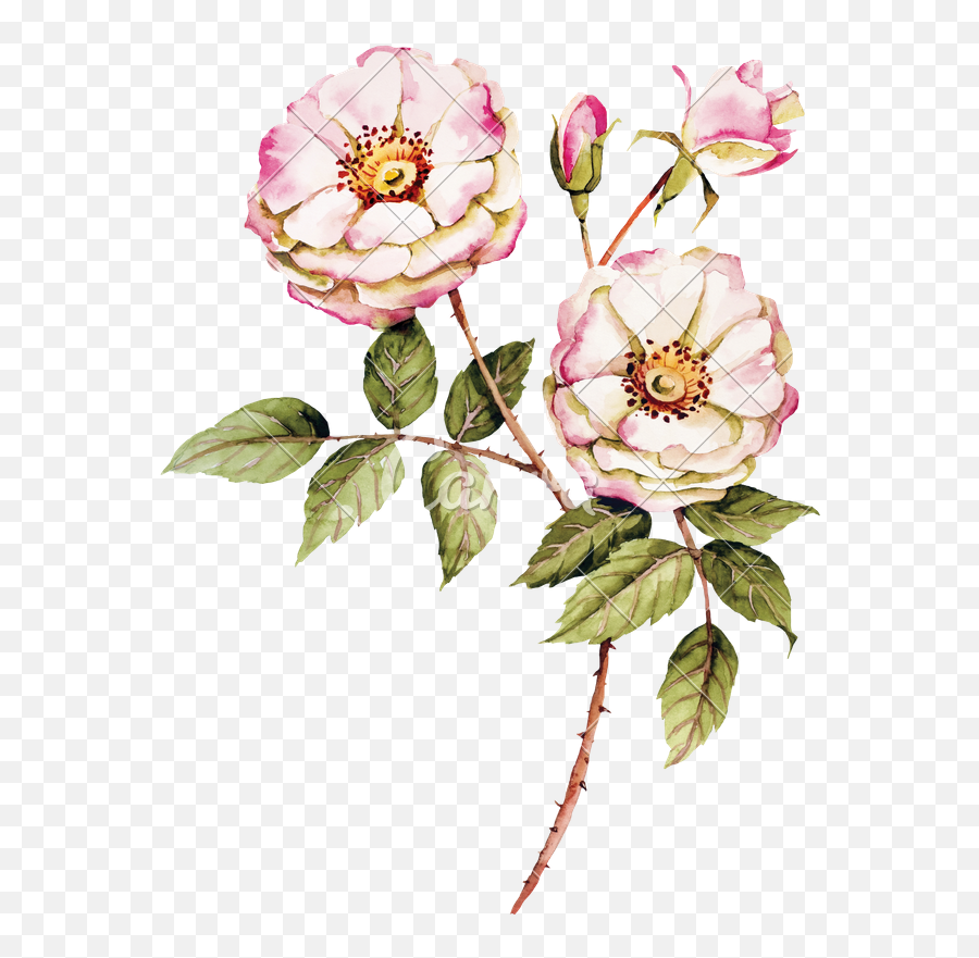 Botanical Wild Rose - Botanical Roses 607x800 Png Free Wild Roses Clipart,Botanical Png