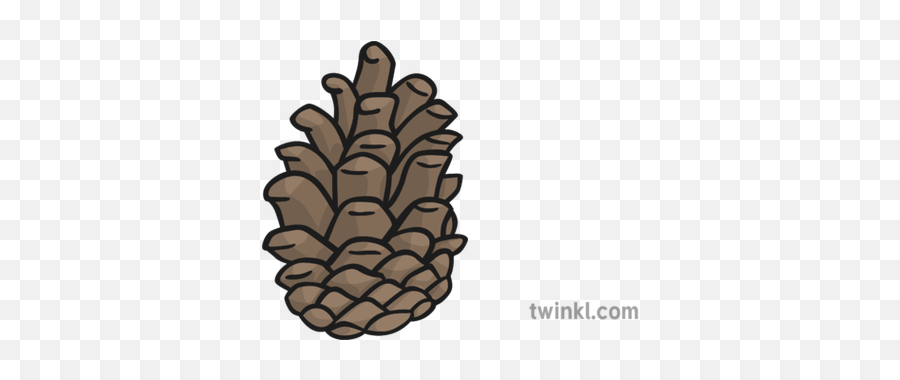 Pine Cone New Illustration - Twinkl Conifer Cone Png,Pine Cone Png