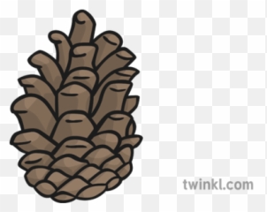 Pine Cone New Illustration - Twinkl Conifer Cone Png,Pine Cone Png