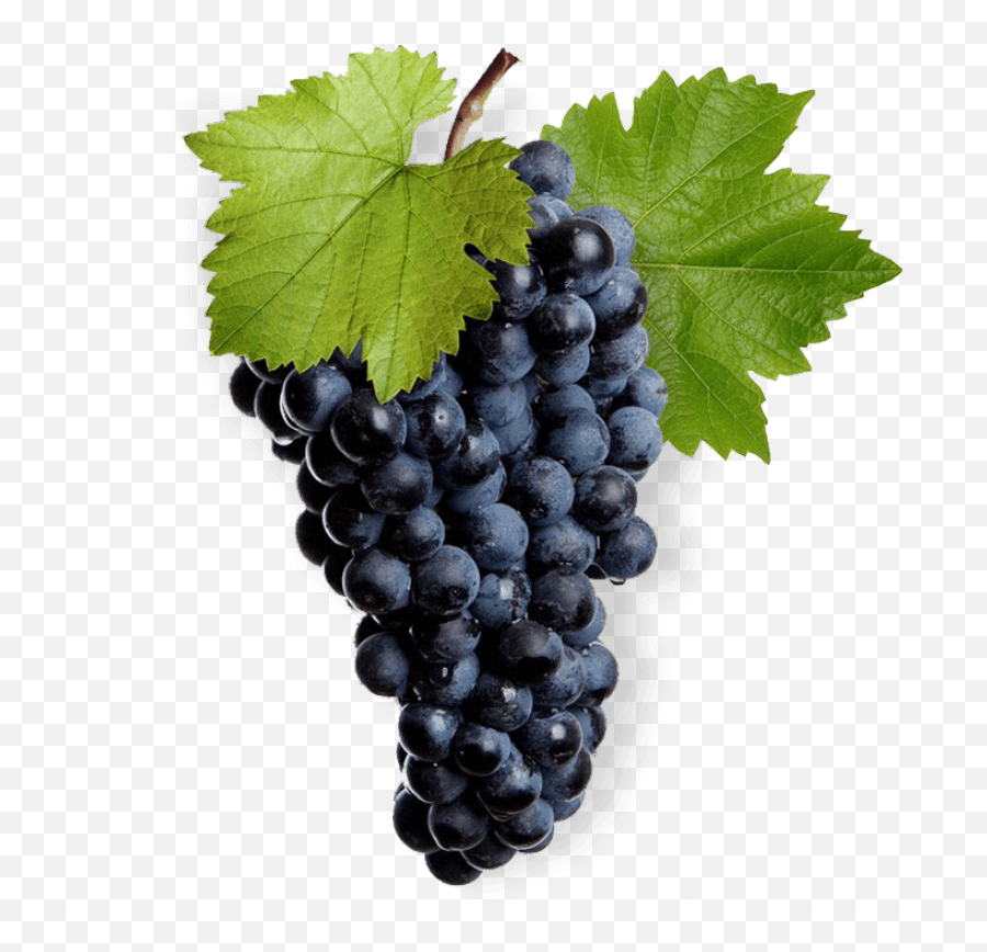 Mukuzani Winery Llc - Grape Vine Leaf Png,Grape Png