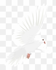 Dove In Flight Clipart Free Download Transparent Png - White Birds