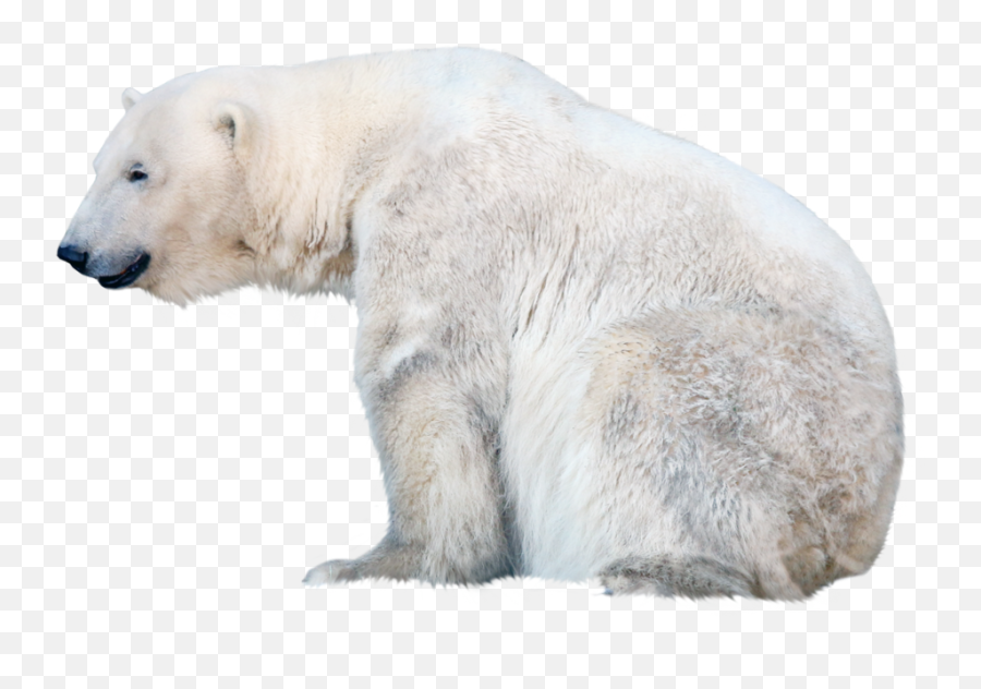 Polar White Bear Png - Polar Bear Transparent Free,Polar Bear Transparent Background