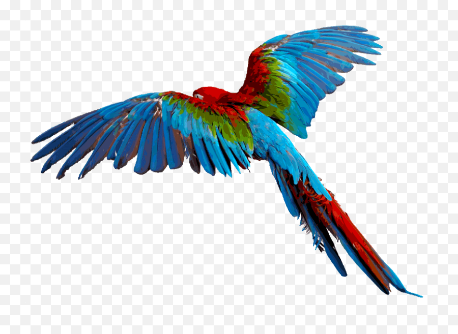 Flying - Flying Colourful Birds Png,Parrot Transparent