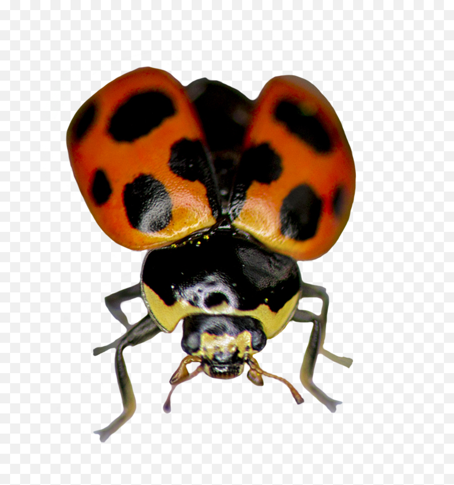 Ladybug Clipart - Ladybug Png,Fly Png
