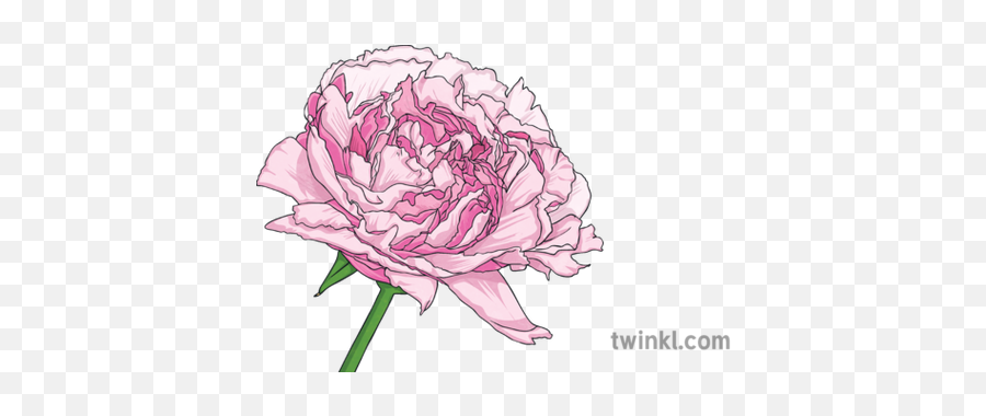 Peony Flower Plant Ks2 Illustration - Twinkl Common Peony Png,Peony Transparent