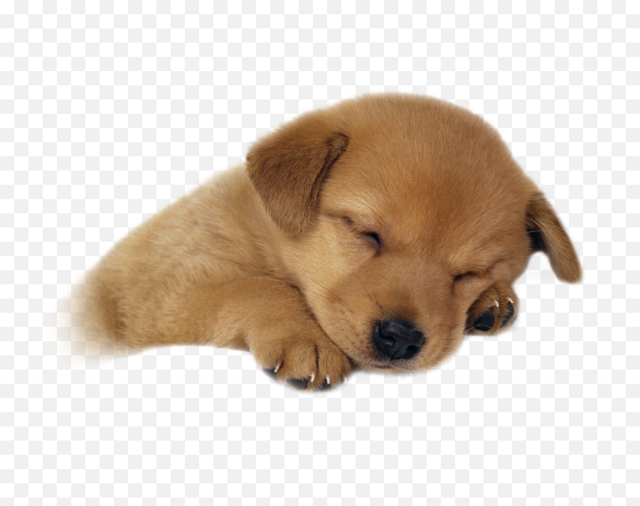 Cute Puppy Png Picture Dog