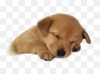 Cute Puppy Png Picture Dog