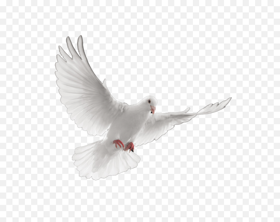 Paloma Blanca Png Transparent - Funeral Transparent Dove Png,Doves Png