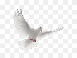 Paloma Blanca Png Transparent - Funeral Dove
