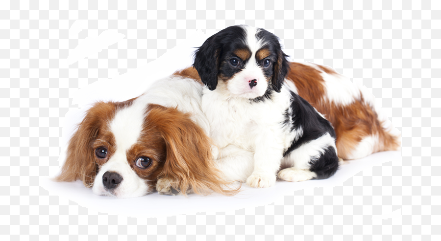 Sad Dogs Transparent Background - Sad Dogs Transparent Png,Dogs Transparent