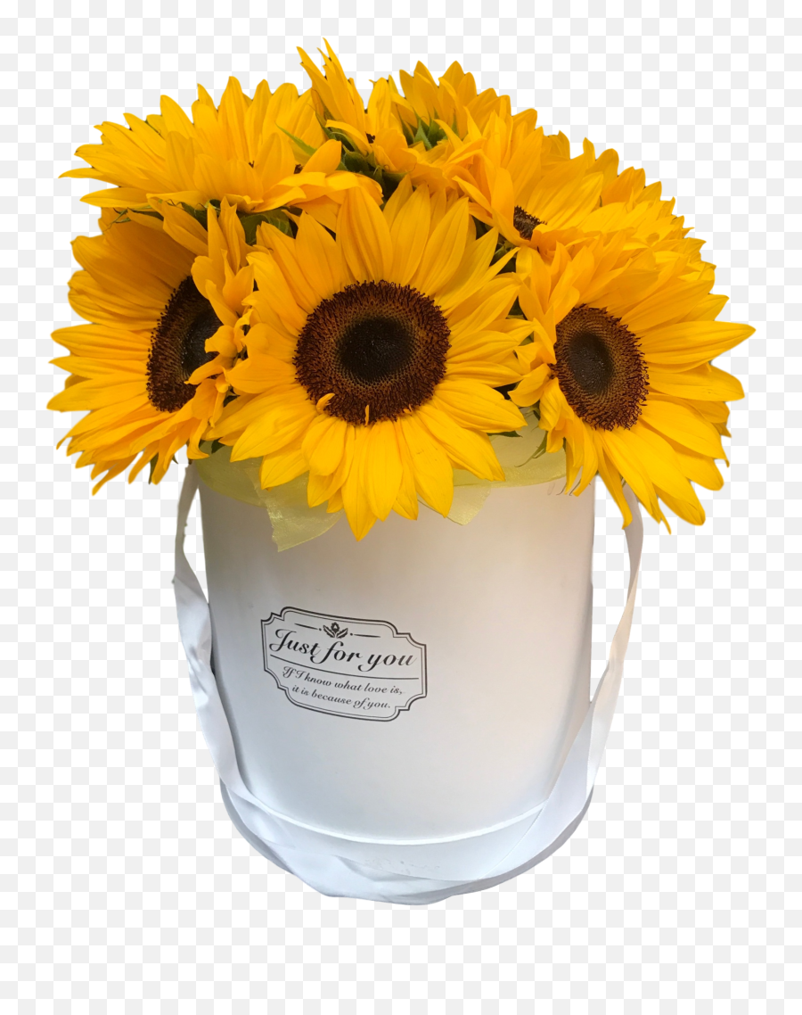 Sunflower Png Image Hd Real - Sunflowers In A Box,Sunflowers Png