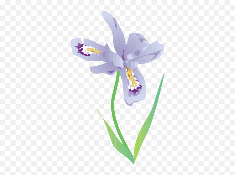 Free Iris Flower Png Download - Dwarf Lake Iris Illustration,Iris Flower Png