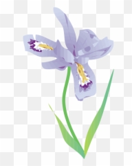 Free Iris Flower Png Download - Dwarf Lake Illustration