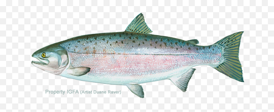 International Game Fish Association - Rainbow Trout Png,Salmon Transparent