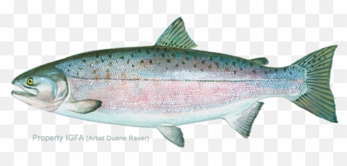 International Game Fish Association - Rainbow Trout Png,Salmon Transparent