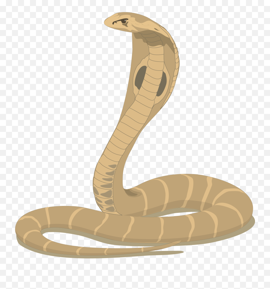 70 Cobra Clip Art Fre Clipartlook - Vector Png Snake,Cartoon Snake Png