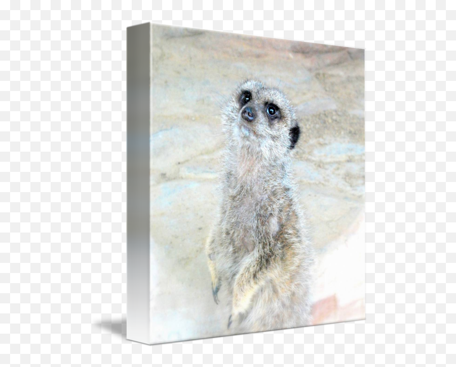 Meerkat By Vonash Photography - Meerkat Png,Meerkat Png