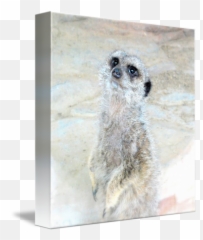 Meerkat By Vonash Photography - Meerkat Png,Meerkat Png
