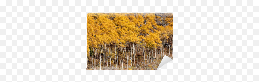 Yellow Aspen Trees In Colorado - Temperate Broadleaf And Mixed Forest Png,Aspen Tree Png