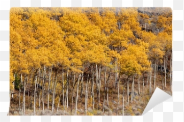 Yellow Aspen Trees In Colorado - Temperate Broadleaf And Mixed Forest Png,Aspen Tree Png