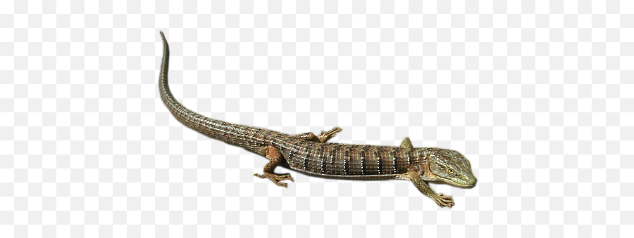 Lizard Transparent Png File - Lizard Transparent Background,Lizard Transparent