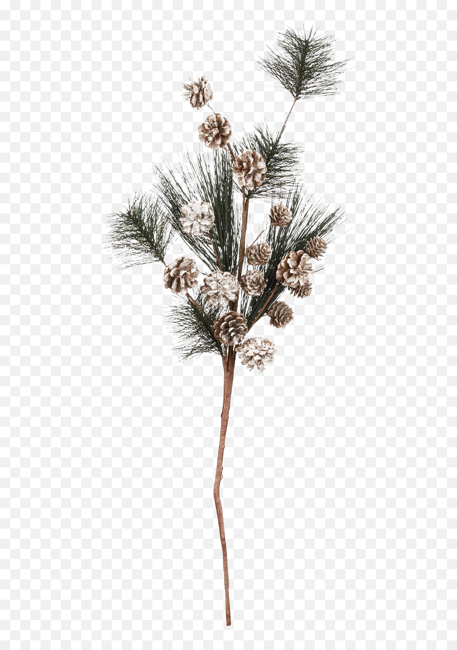 Pine Branch Png Transparent Picture - Pond Pine,Pine Branch Png