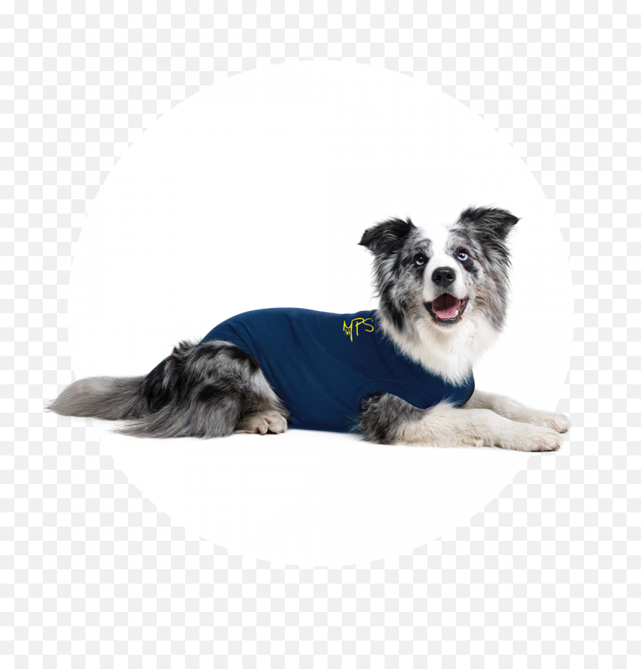 Mps - Medical Pet Shirt Dog Medical Pet Shirts Dog Clothes Png,Australian Shepherd Icon