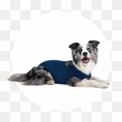 MPS-TAZ® SINGLE FRONT LEG SLEEVE DOG - Medical Pet Shirts