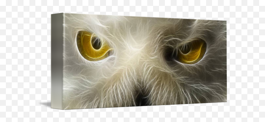 These Eyes By Greg Anzalone - Tabby Cat Png,Crazy Eyes Png