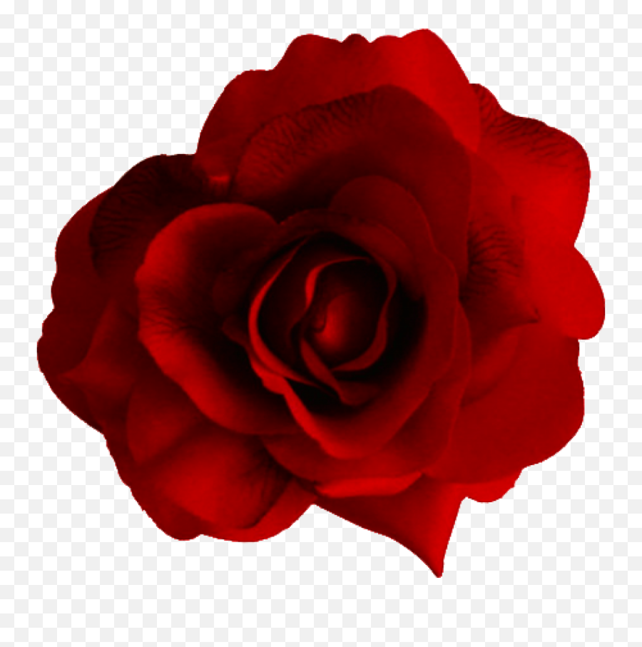 Large Red Rose Transparent Png - Rose,Red Rose Png