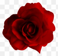 Large Red Rose Transparent Png
